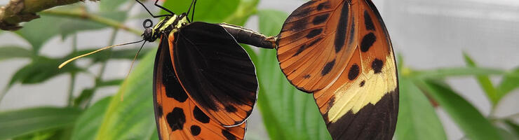 Papillons Heliconius numata - Extrait de la vidéo © CNRS 2025