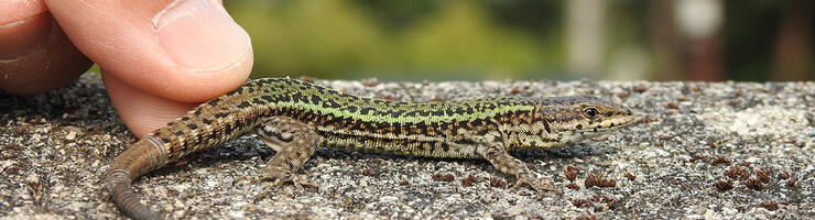 Lézard ibérique Podarcis bocagei, lors du processus d’échantillonnage après capture © Pierre-André Crochet
