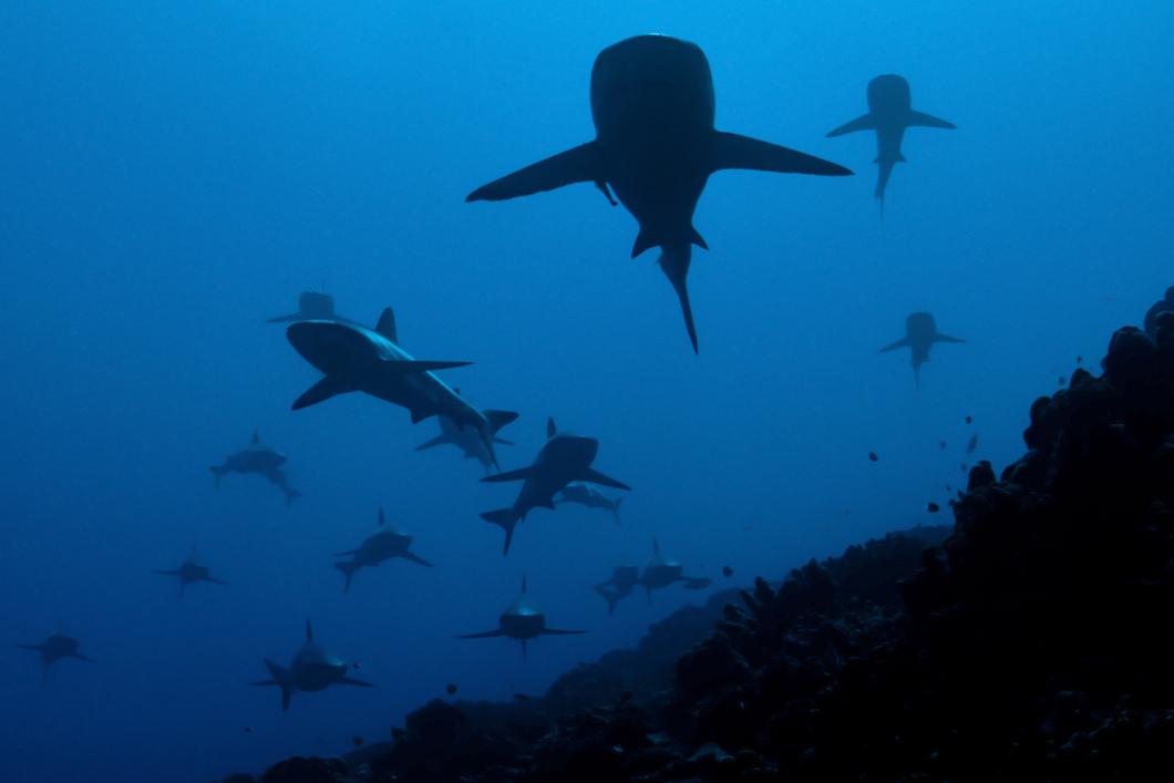 Requins gris de récif