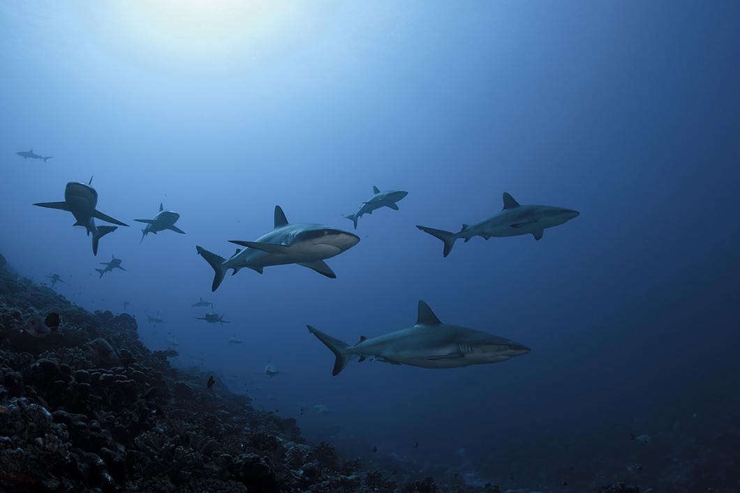 Requins gris de récif dans l’une des passes de Fakarava 