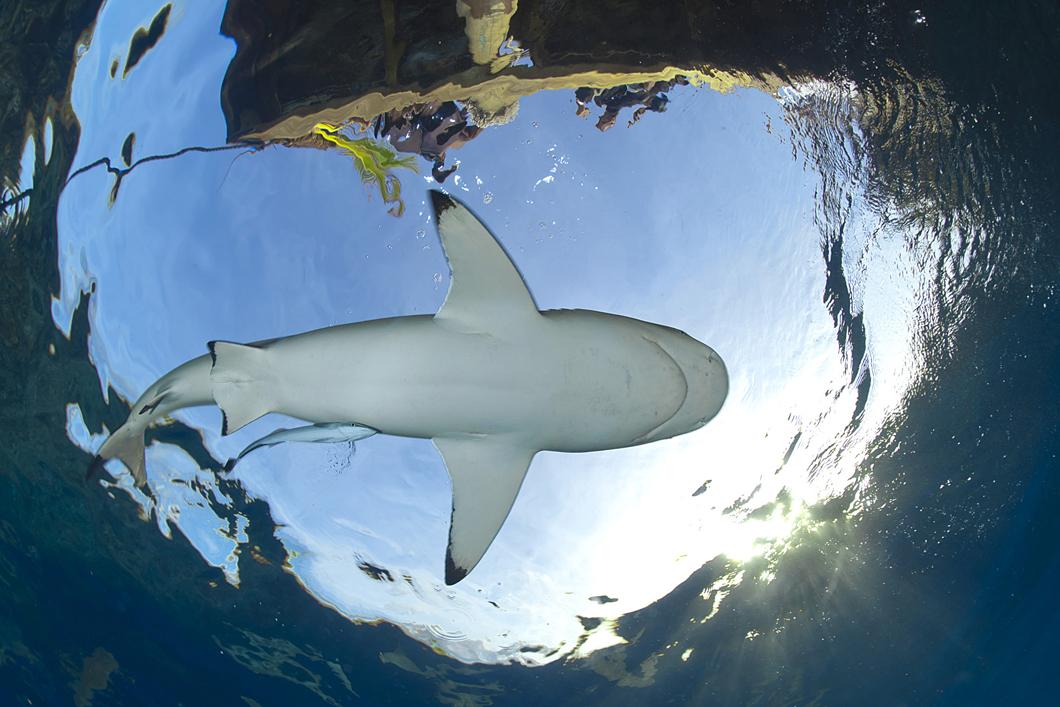 Requins à pointes noires