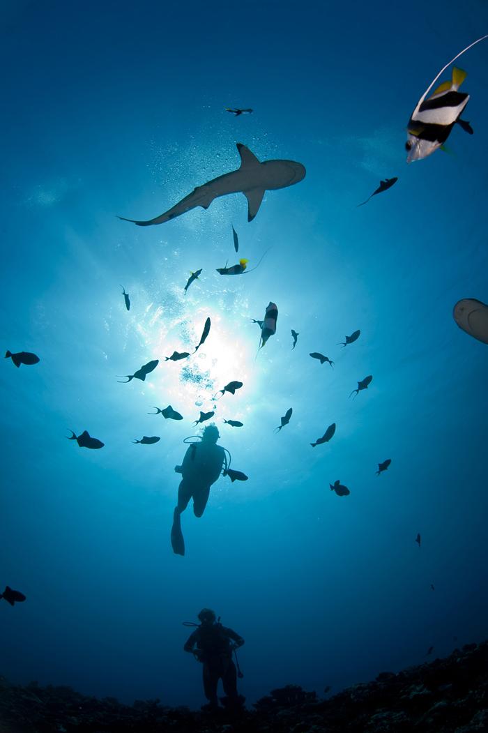 Requins de Polynésie française