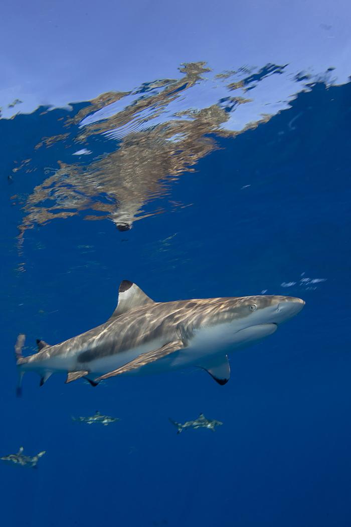 Requin à pointes noires