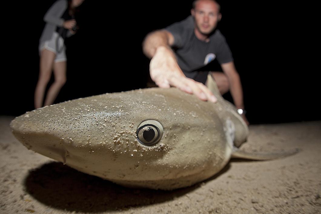 Requin à pointes noires est immobilisé sur une plage de Moorea pour des prélèvements de pea