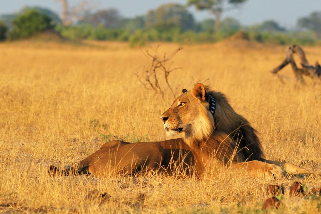 Lion dans le parc de Hwange