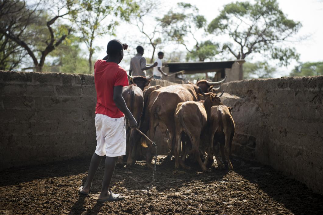 Un éleveur du village de Lupote et son bétail 