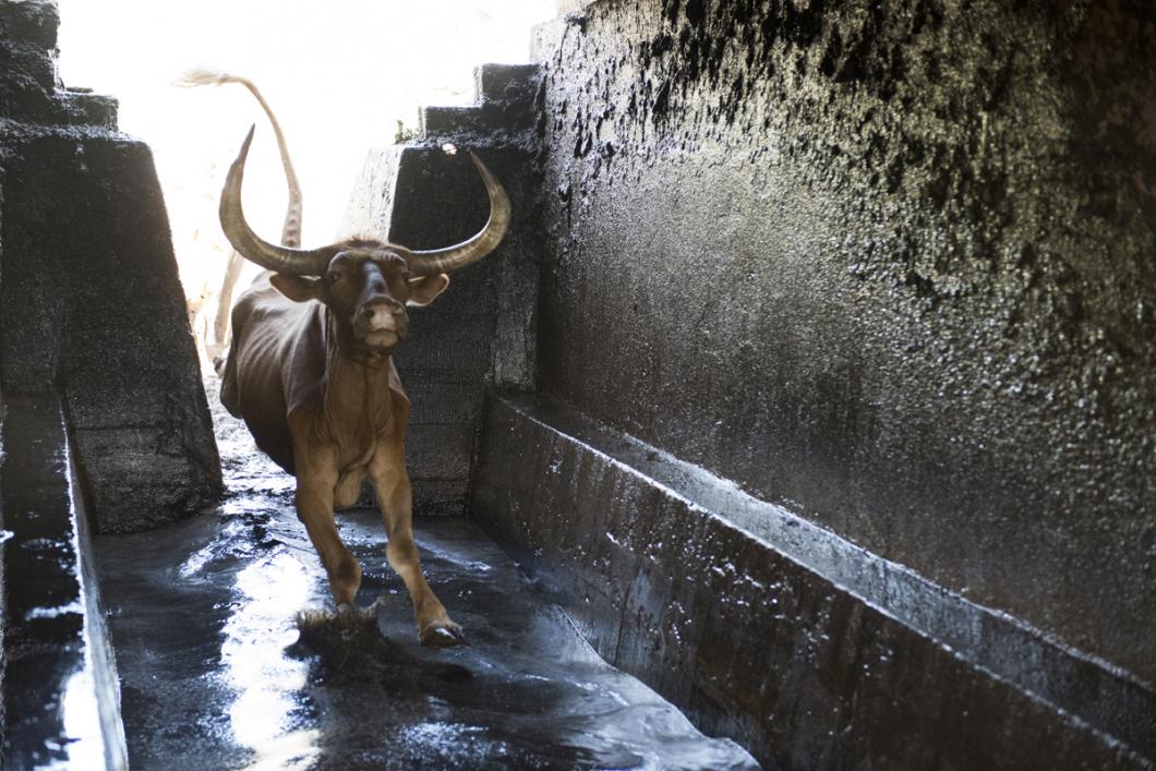 Vache plongeant dans un bain acaricide