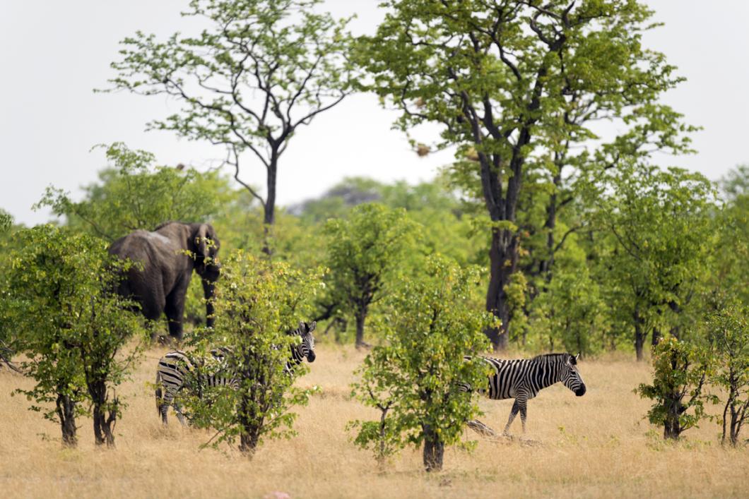 Zèbres dans le parc de Hwange