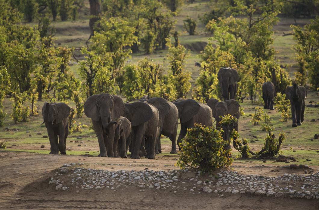 Éléphants dans le parc de Hwange