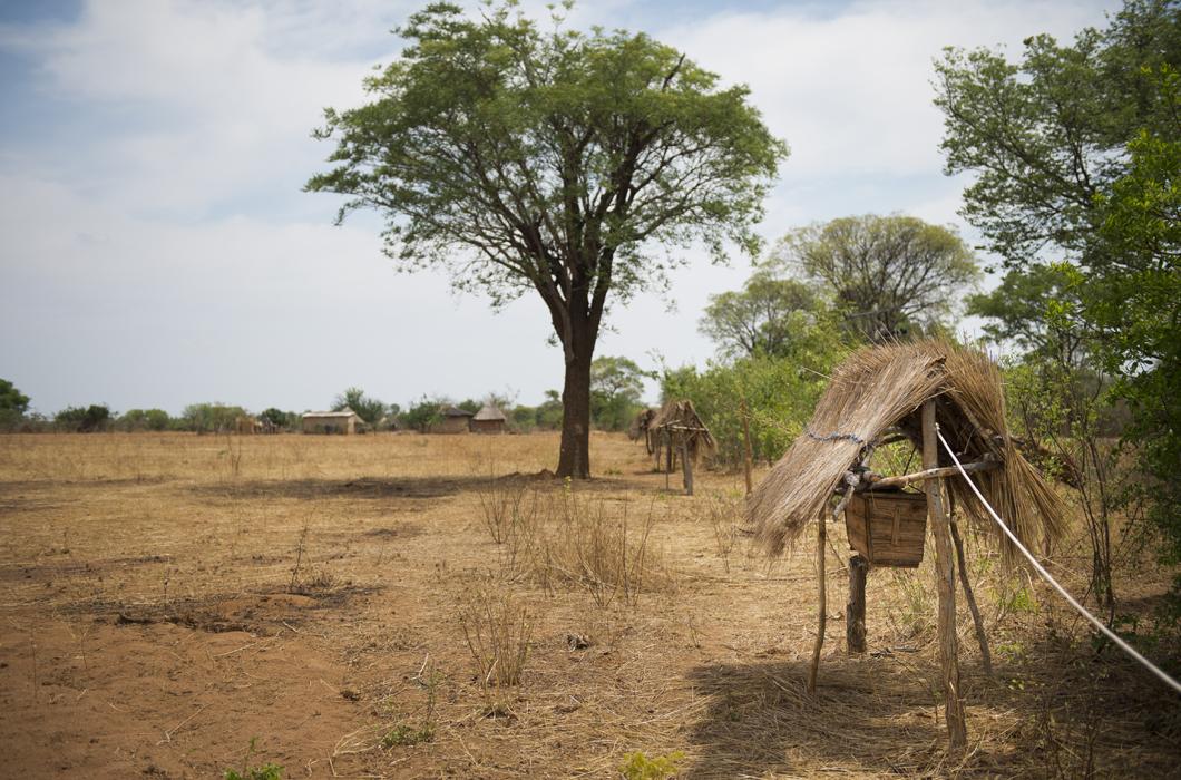 Barrières de ruches, village de Magoli, pour éloigner les éléphants