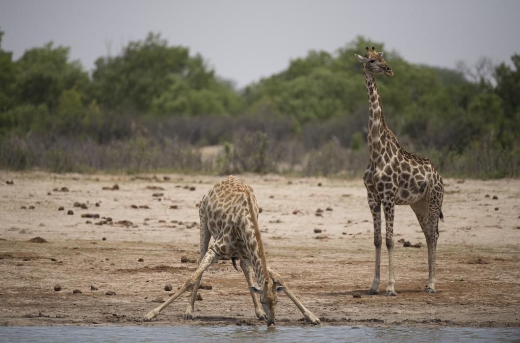Girafes dans le parc de Hwange