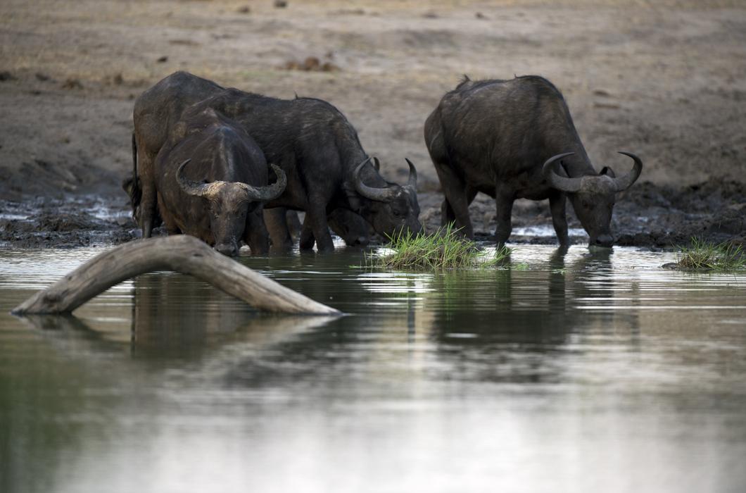 Buffles dans le parc de Hwange