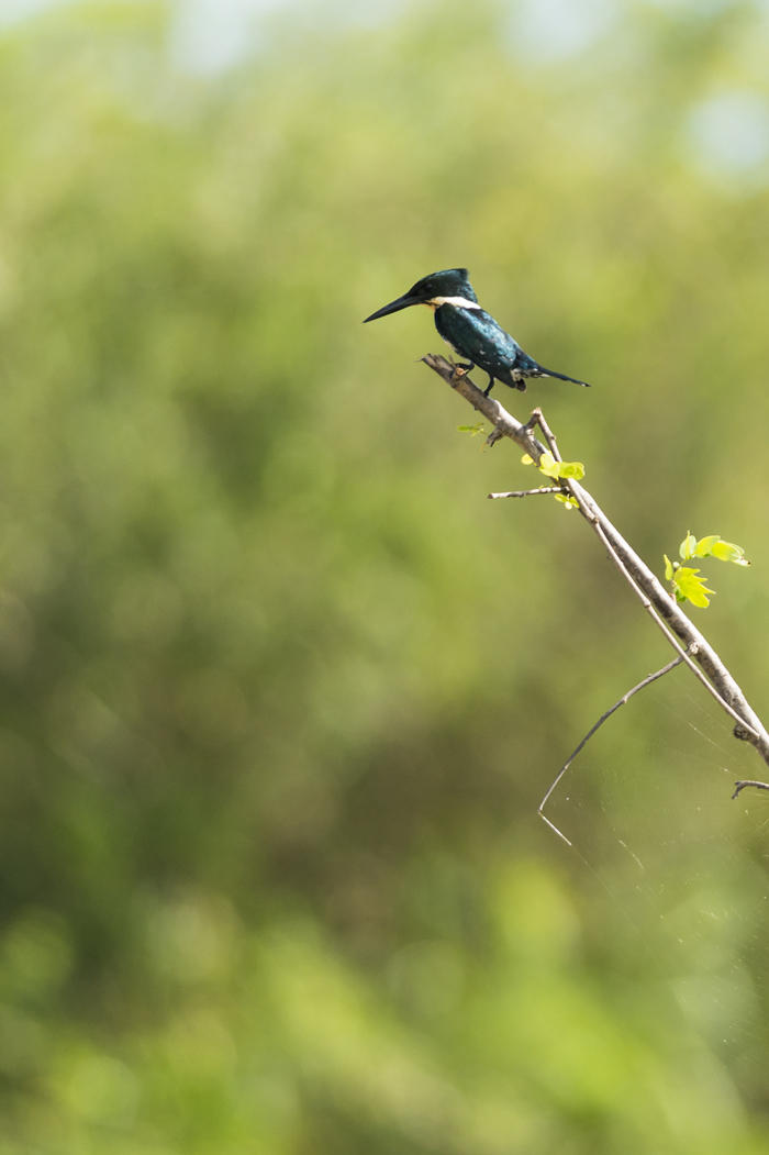 Martin-pêcheur vert, Chloroceryle americana