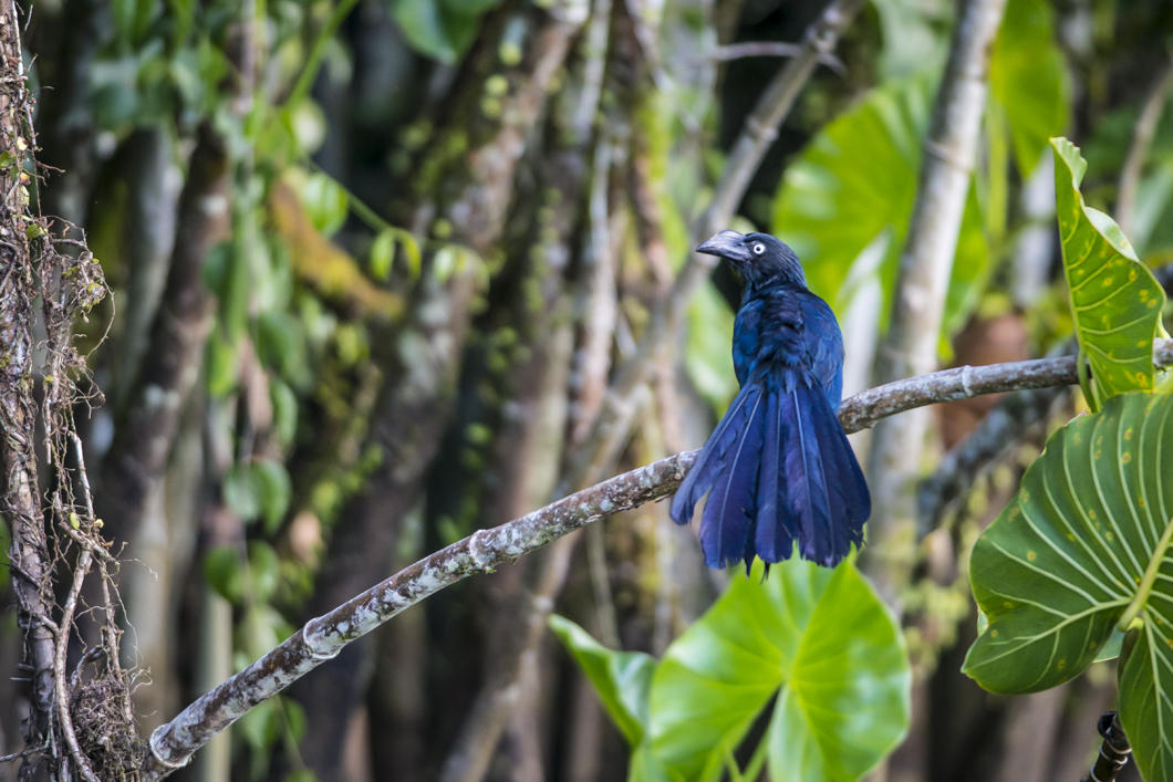 Ani des palétuviers, Crotophaga major