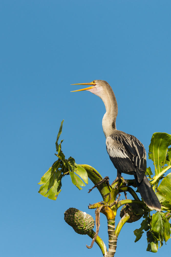 Anhinga d'Amérique, Anhinga anhinga