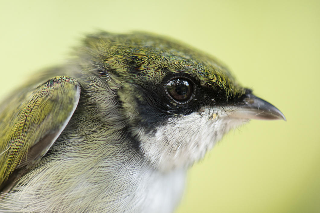 Manakin à gorge blanche, Corapipo gutturalis