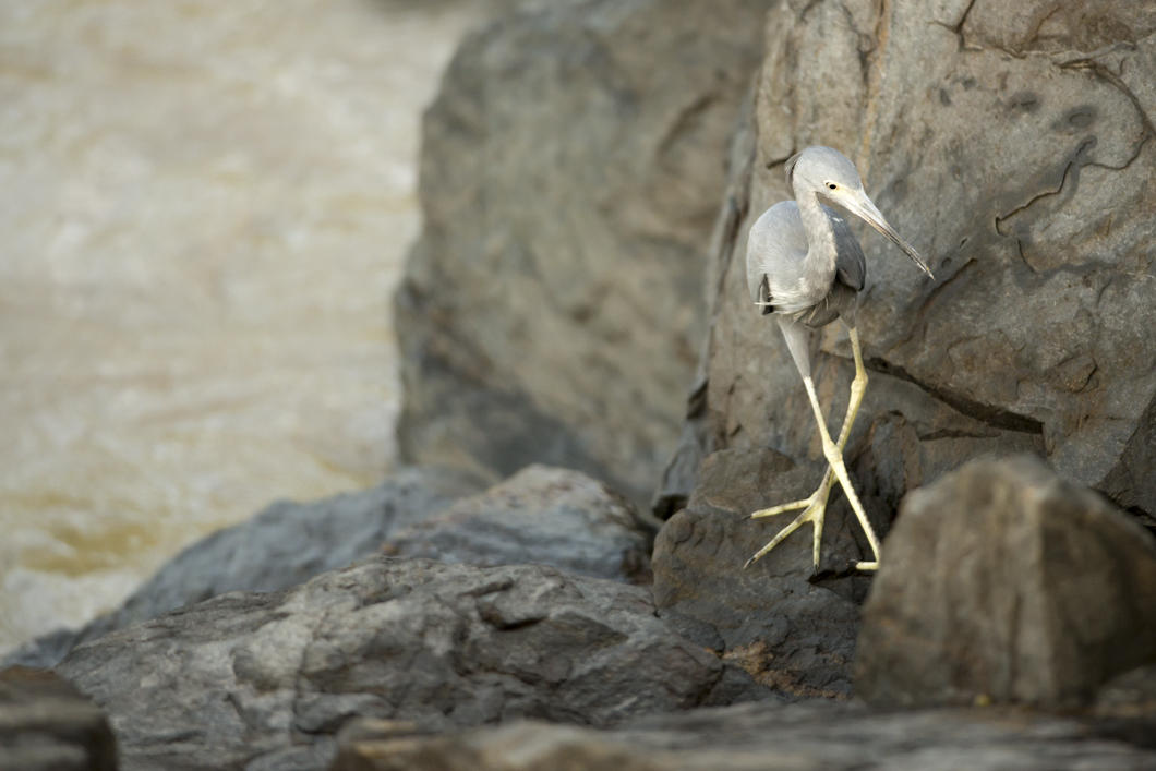 Aigrette bleue, Egretta caerulea