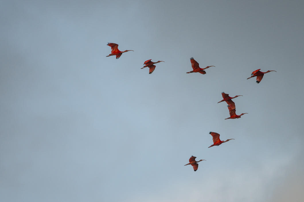 La Guyane à Vol Doiseau Cnrs Le Journal