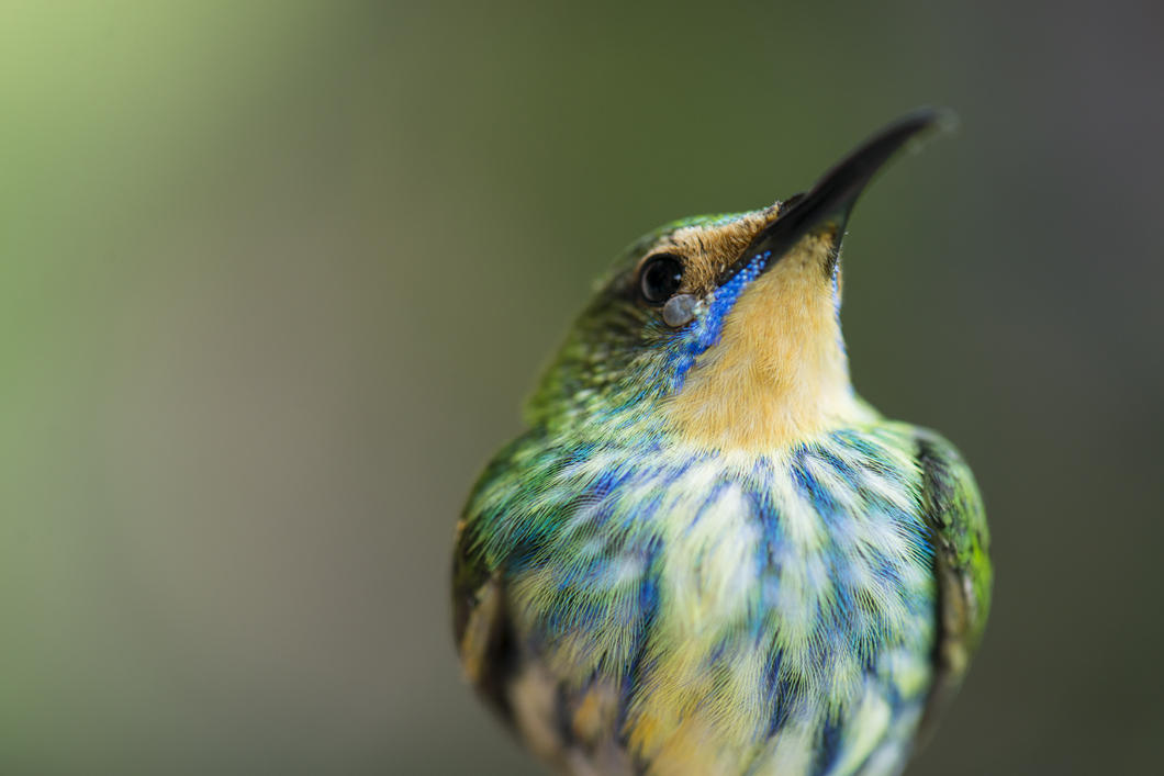 Femelle de guit-guit céruléen, Cyanerpes caeruleus