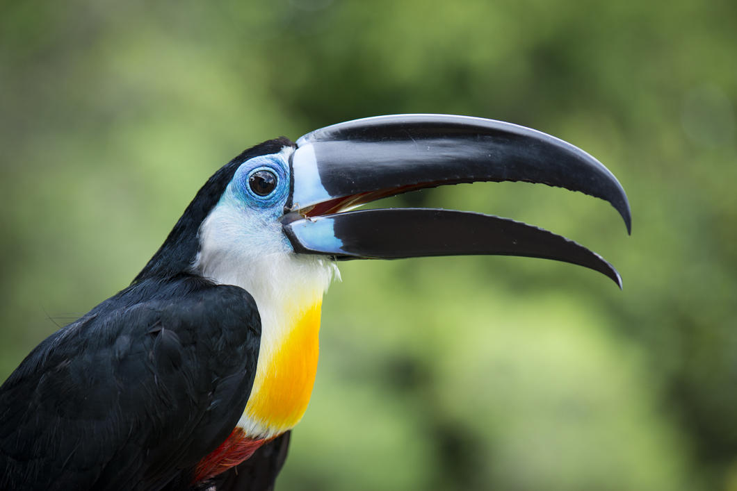 La Guyane à Vol Doiseau Cnrs Le Journal