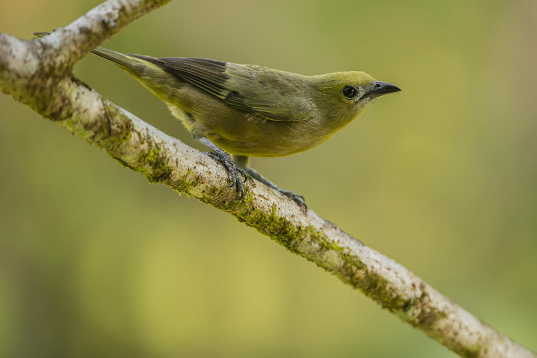 Tangara des palmiers, Thraupis palmarum