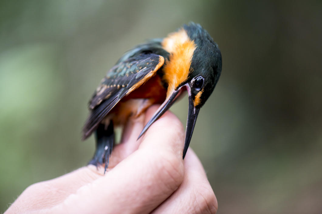 Martin-pêcheur nain, Chloroceryle aenea