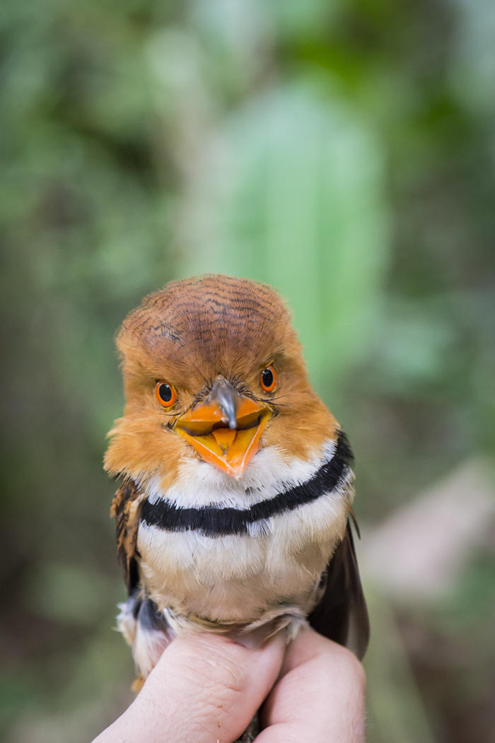 Tamatia à collier, Bucco capensis