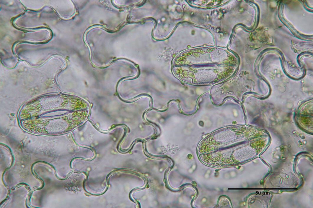 ©Dew_gdragon / Shutterstock.com des stomates, cellules de respiration de la plante, vus au microscope optique
