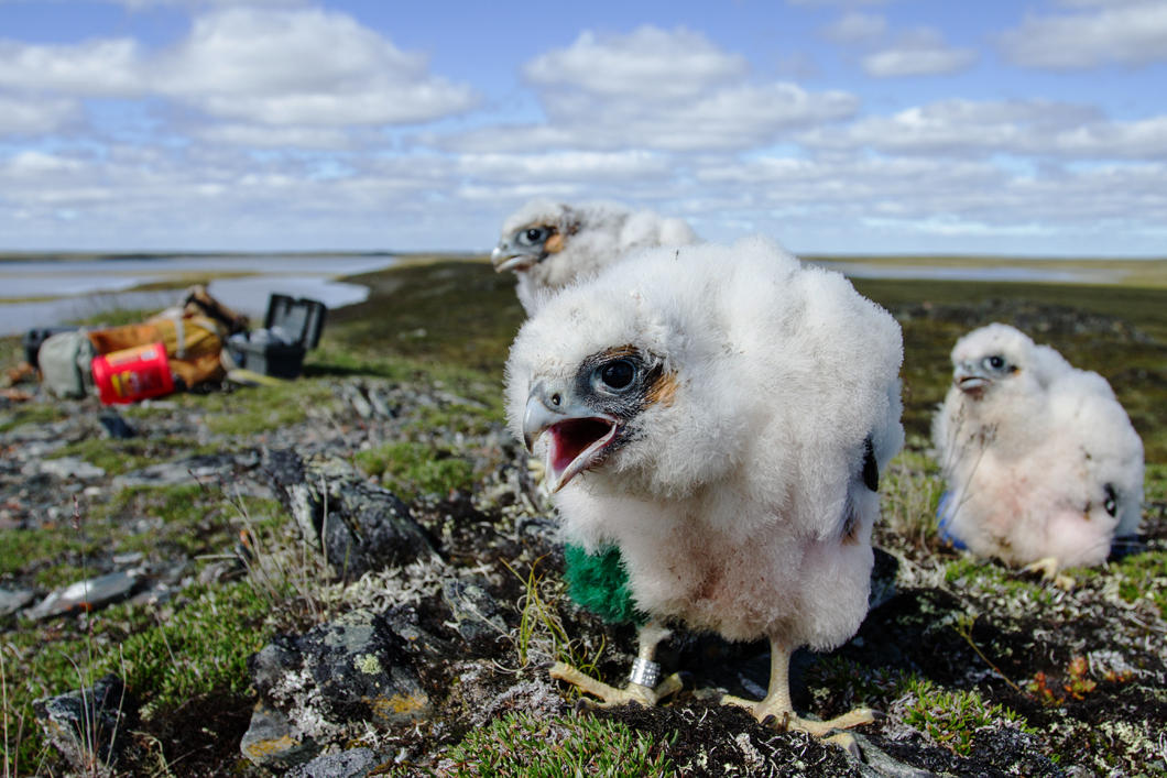 ©Alexandre PAIEMENT / Arctic Raptors