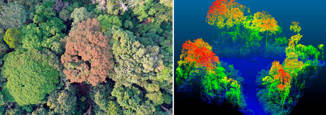 ©Raphaël Pélissier, IRD/AMAP ; © Maxime Réjou-Méchain, IRD/AMAP Photos : à g. © Raphaël Pélissier, IRD/AMAP ; à dr. © Maxime Réjou-Méchain, IRD/AMAP