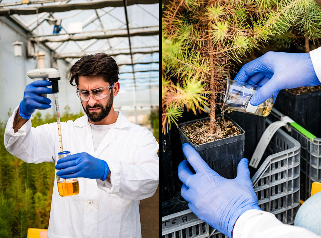 ©Cyril Frésillon / BIAM / CNRS Images Le scientifique teste une phytohormone pour aider les plantes à mieux répondre au stress
