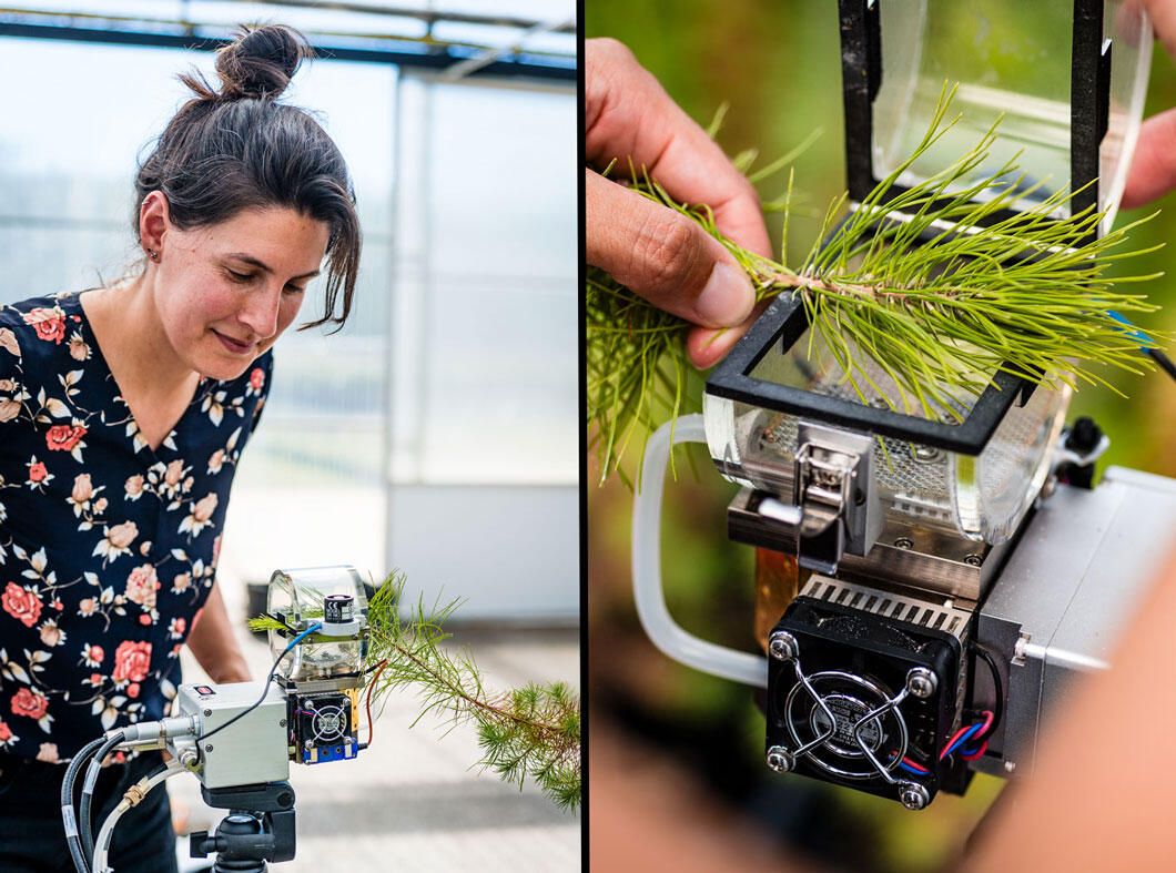 ©Cyril Frésillon / BIAM / CNRS Images