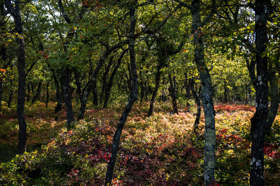 ©Cyril Frésillon / BIAM / CNRS Images Sous-bois d’une forêt de chênes pubescents à l'Observatoire du chêne pubescent (O3HP) à l'Observatoire de Haute-Provence.