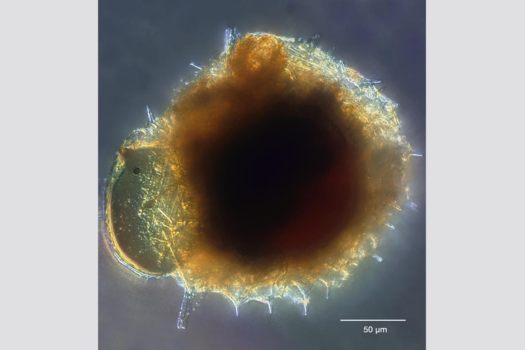 ©John DOLAN / LOV / CNRS Photothèque