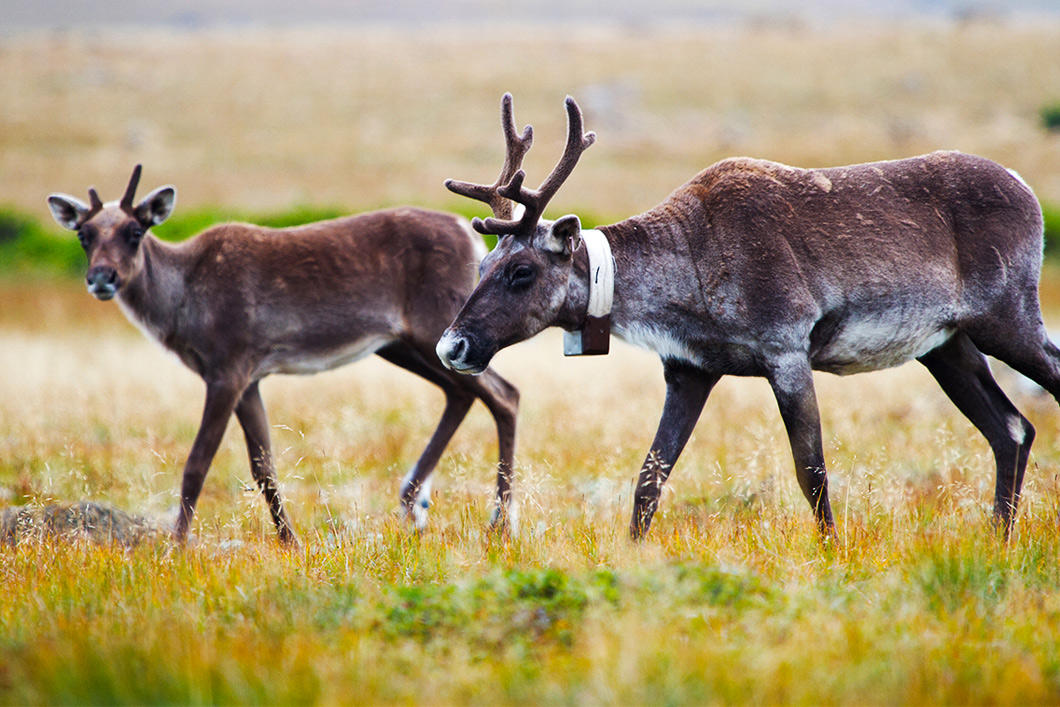 Caribous avec colliers télémétriques