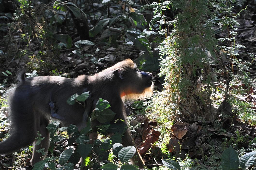 Singe mandrill