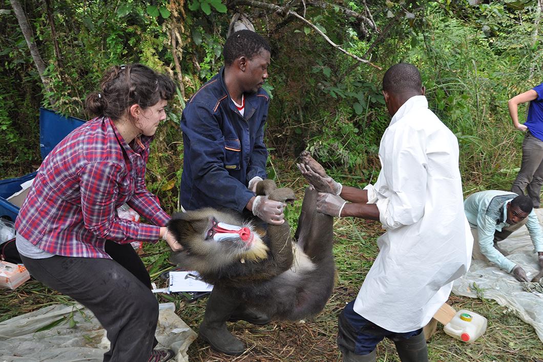 Singe mandrill capturé pour un bilan de santé