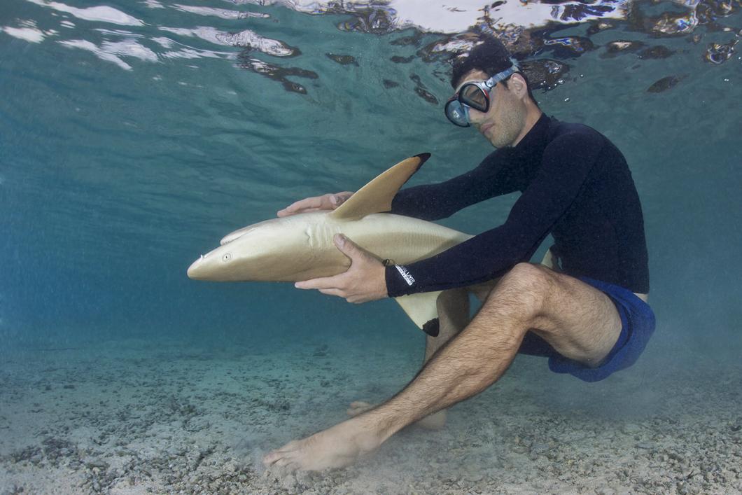 Requin à pointes noires maintenu dans un état d’immobilité tonique afin de l’examiner 