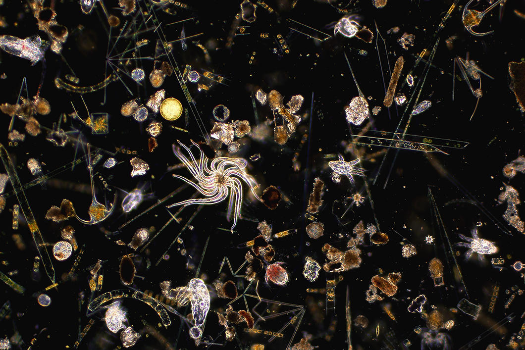 ©Laurent Intertaglia/ Observatoire océanologique de Banyuls-sur-Mer