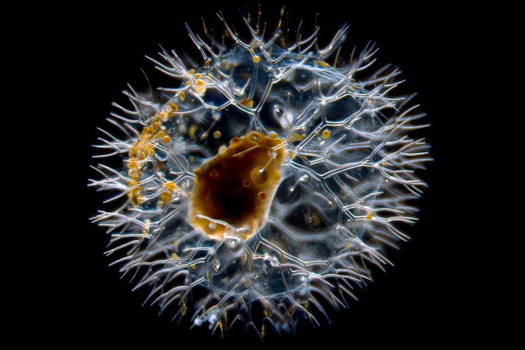 ©Tristan Biard/ Laboratoire d’océanologie et de géosciences