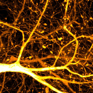 © CNRS Images 2024