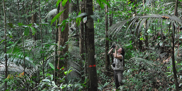 Nouragues © Claude Delhaye / CNRS Images