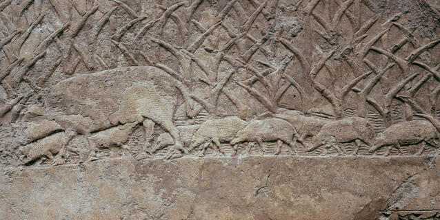 Une laie et ses marcassins cachés dans les roseaux. © The Trustees of the British Museum