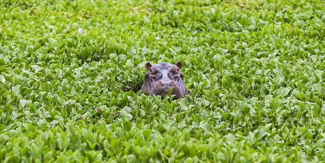 hippopotame dans les jacinthes d’eau 