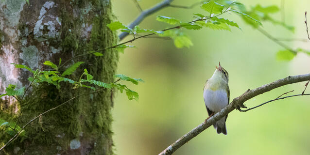 pouillot siffleur © Fabrice Cahez / Biosphoto