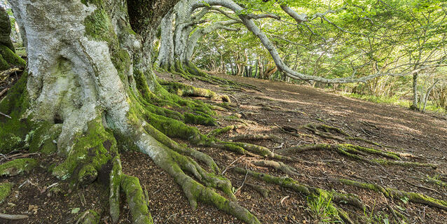 Racines, arbres, Parc Naturel Régional des Volcans d'Auvergne
