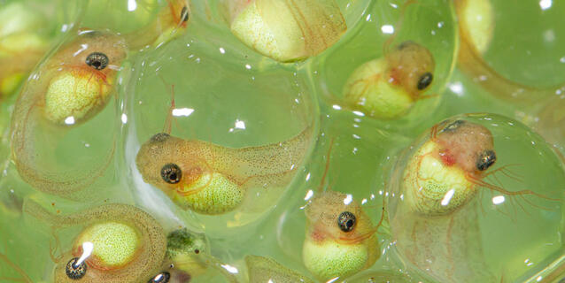 © AmericanWildlife / iStockphoto.com