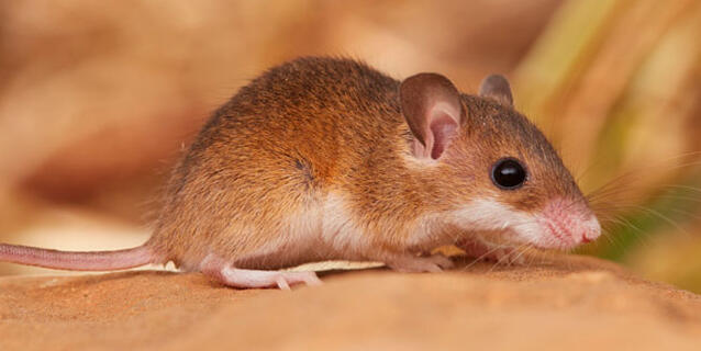 Souris naine d'Afrique © Quentin Martinez