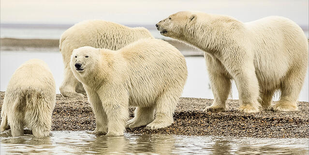 Famille d’ours blancs © Dick Hoskins / Pexels