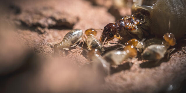 Reine termite entourée par des soldats